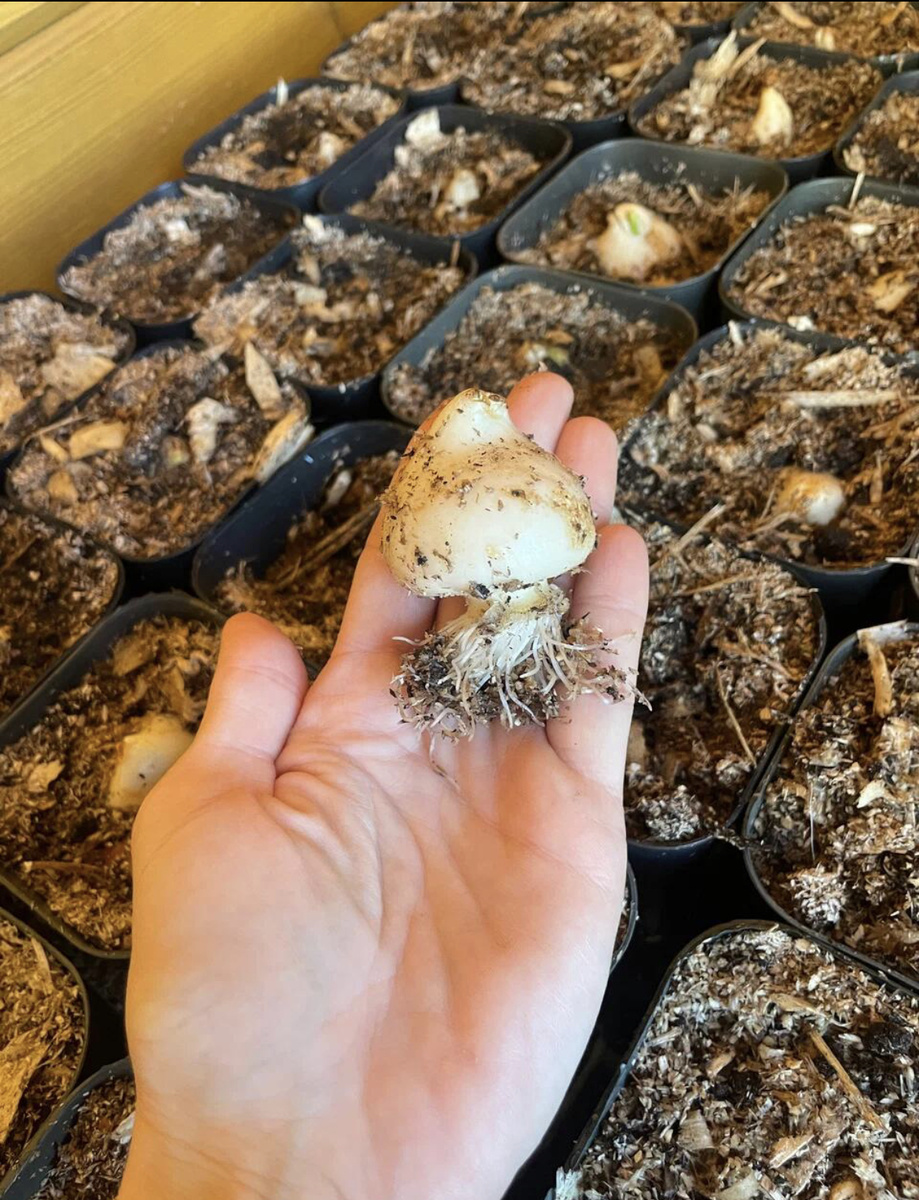 Всего неделя укоренения, а какая длина корней !