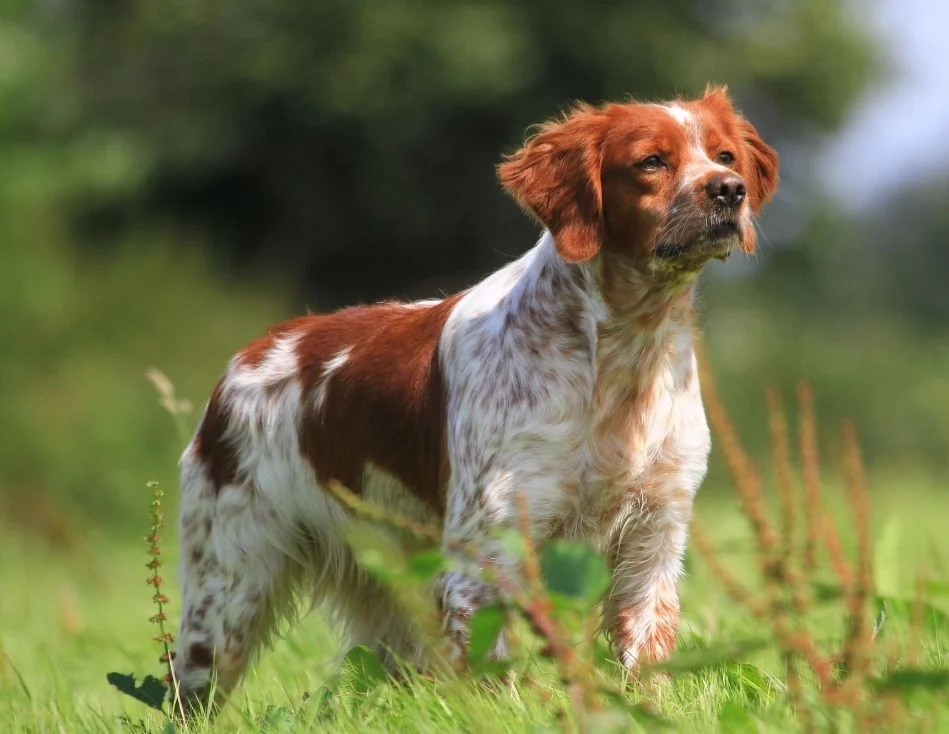 Бретонский эпаньол