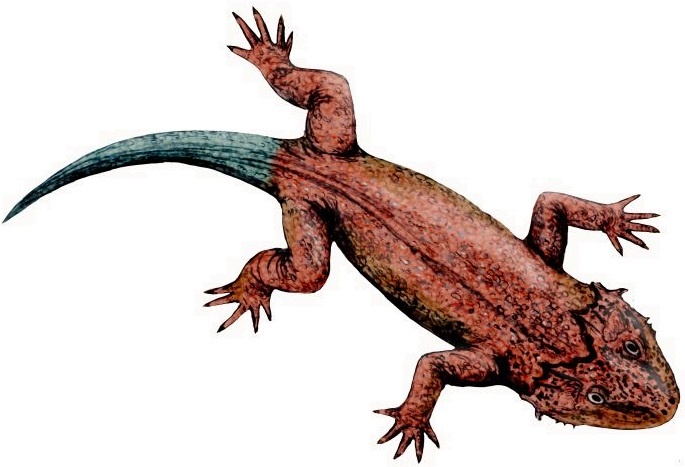 Лантанозух. 