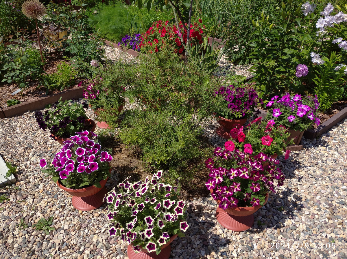 Вегетативные петунии. 2021 год.