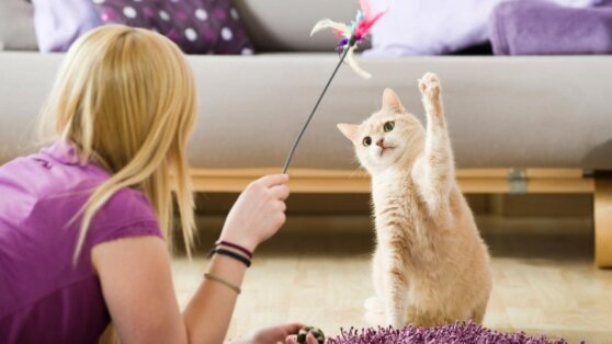    Кошка тяжело дышит после игры: ветеринар объяснила, почему это происходит и когда нужно беспокоиться Андрей Бурков