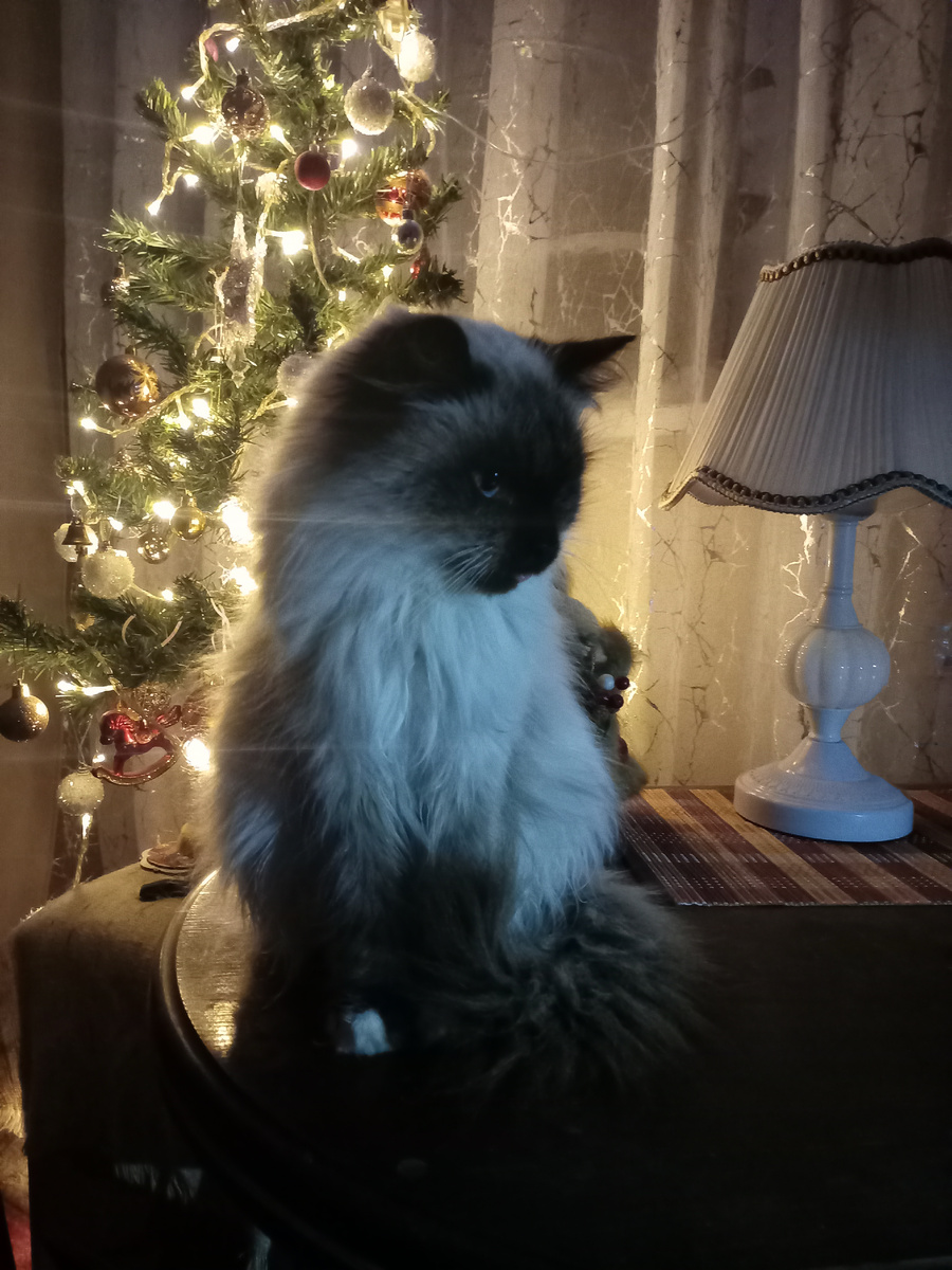 Любит позировать.