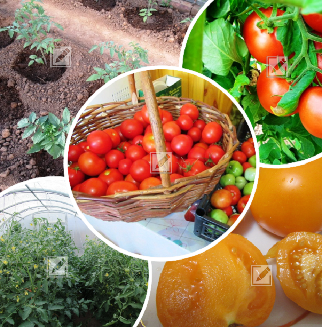 коллаж из фото автора