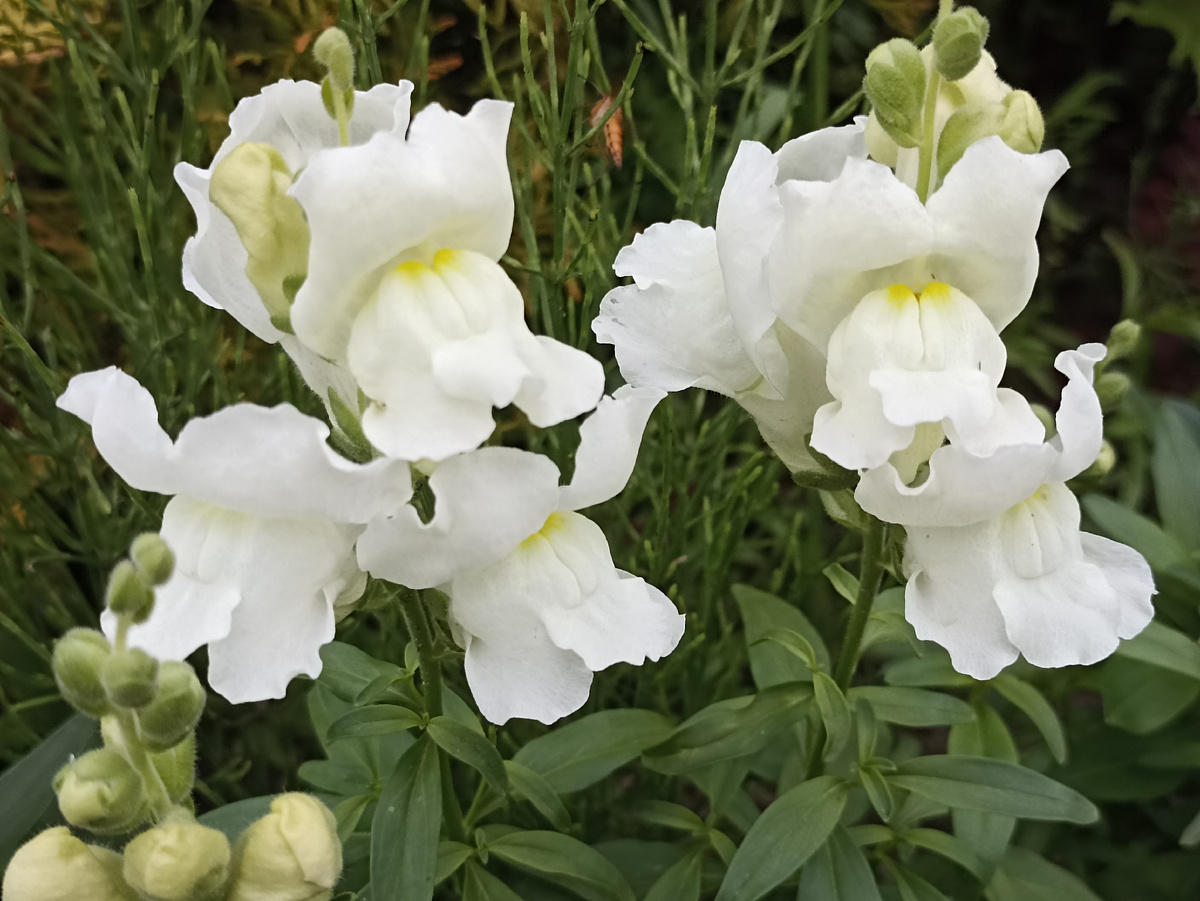 Львиный зев среднерослый. Фото автора