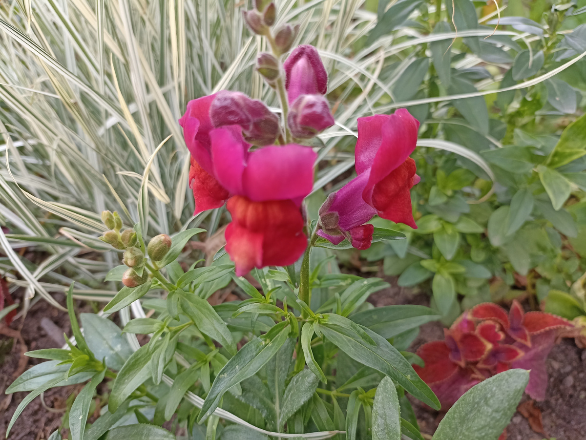 Львиный зев высокорослый. Фото автора