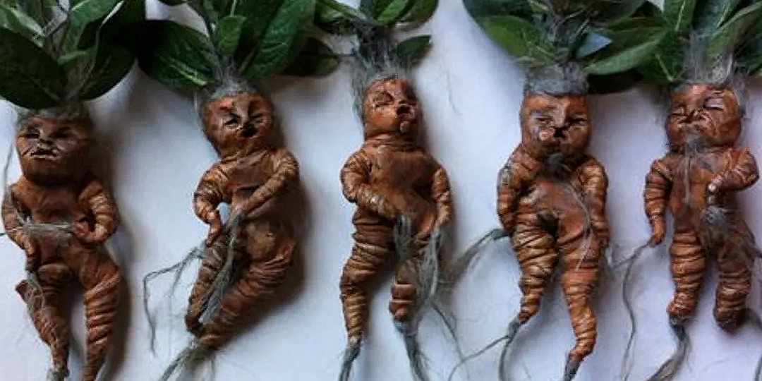 Те самые корешки-человечки из Гарри Поттера: мандрагора в реальности