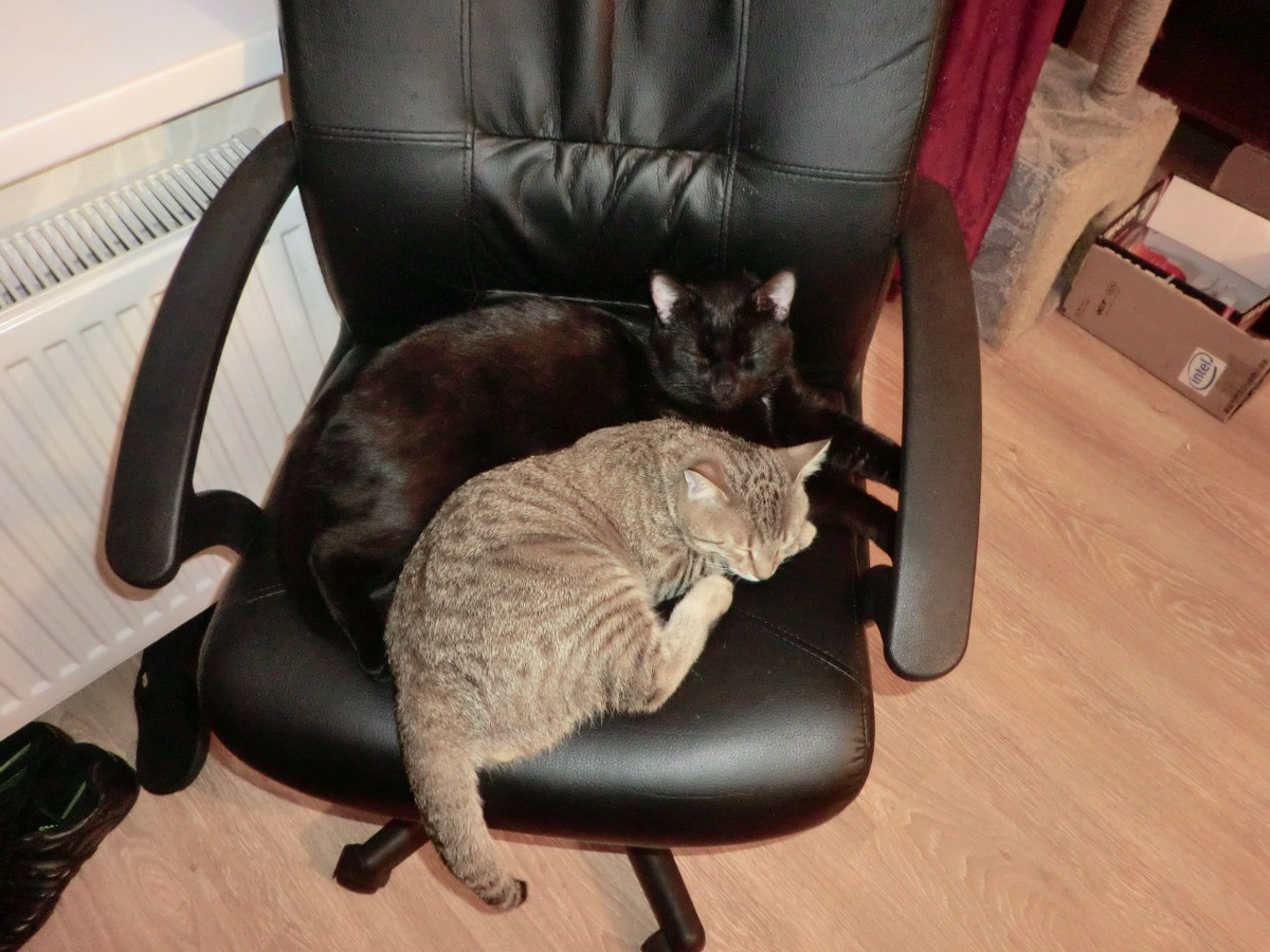 Черныш и Степа