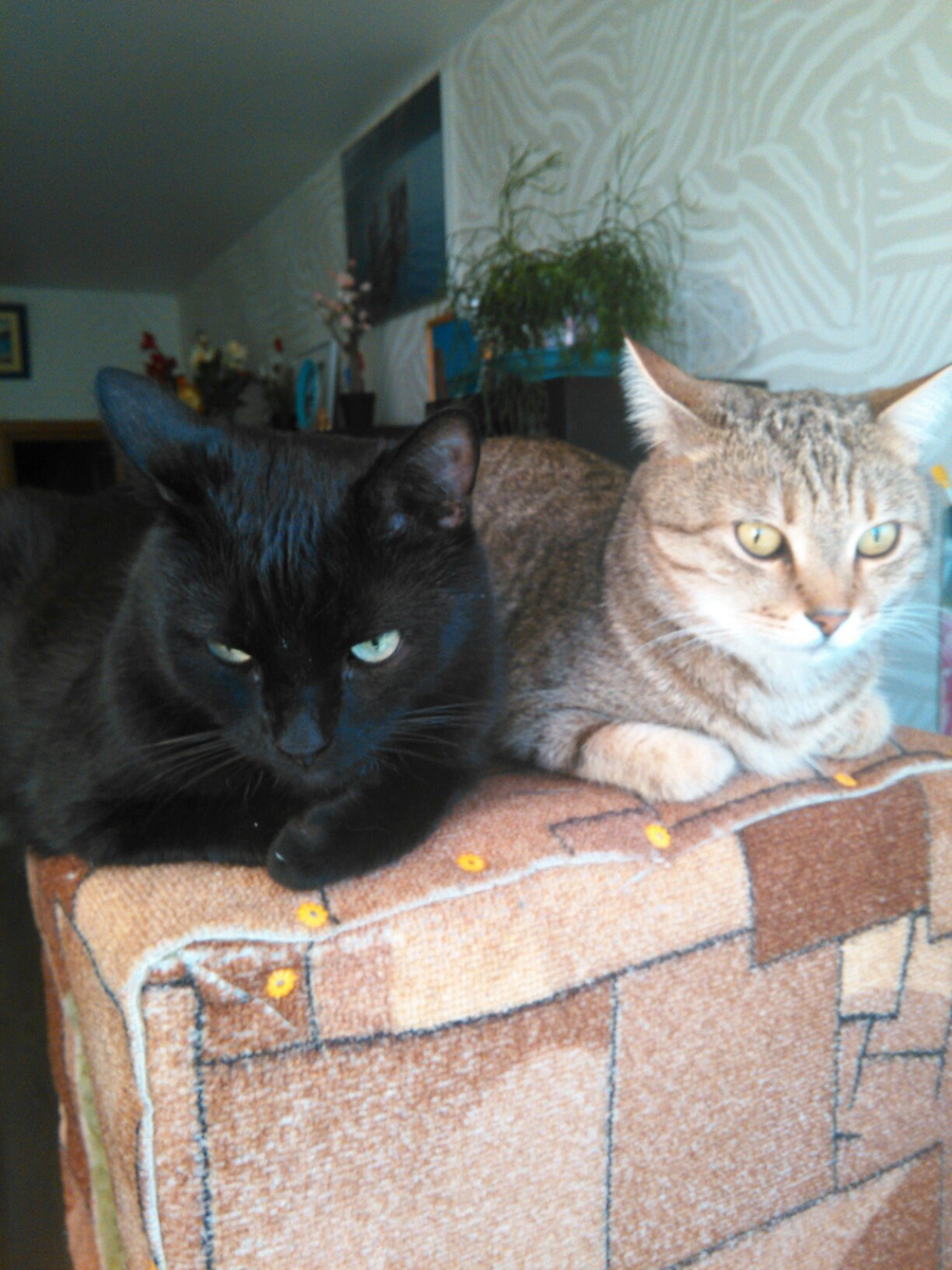 Наши котофеи 