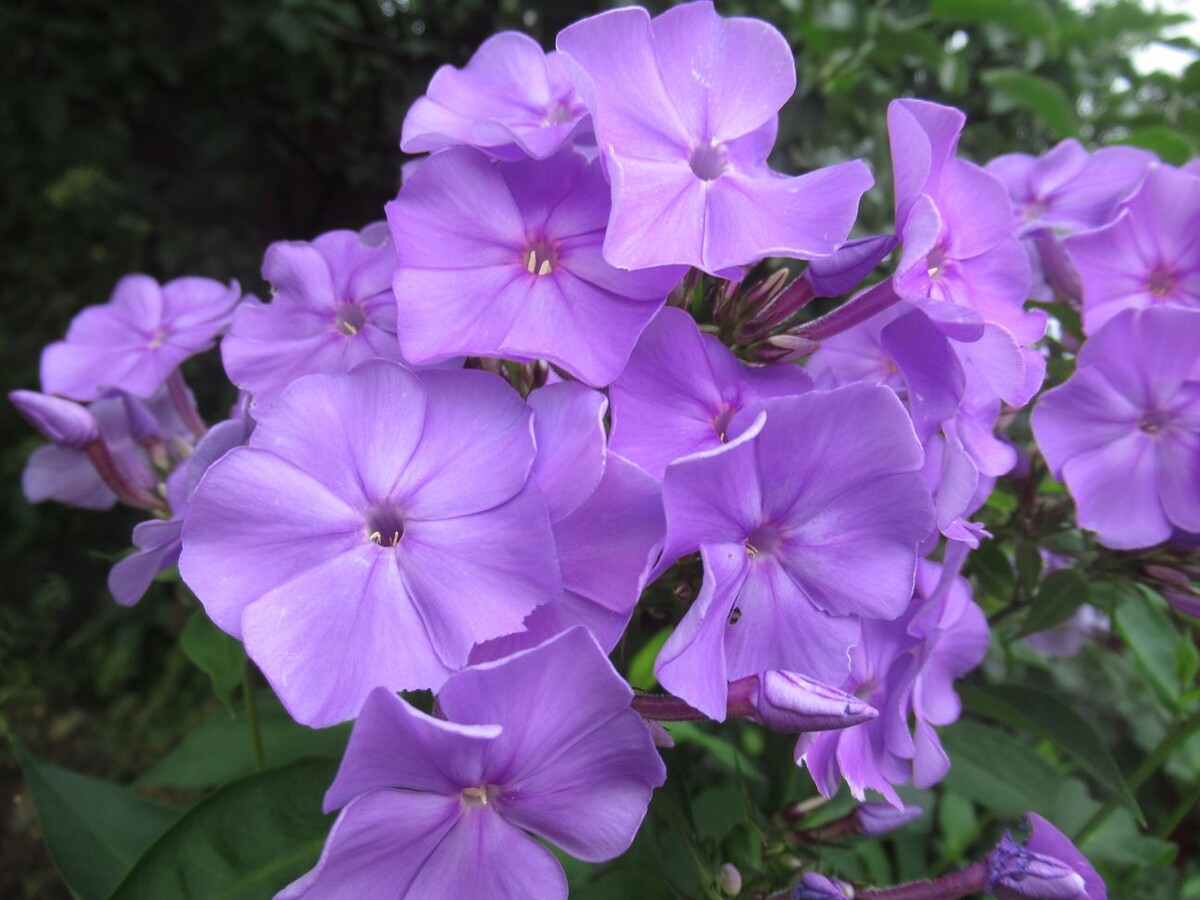 2. Флокс Тишина