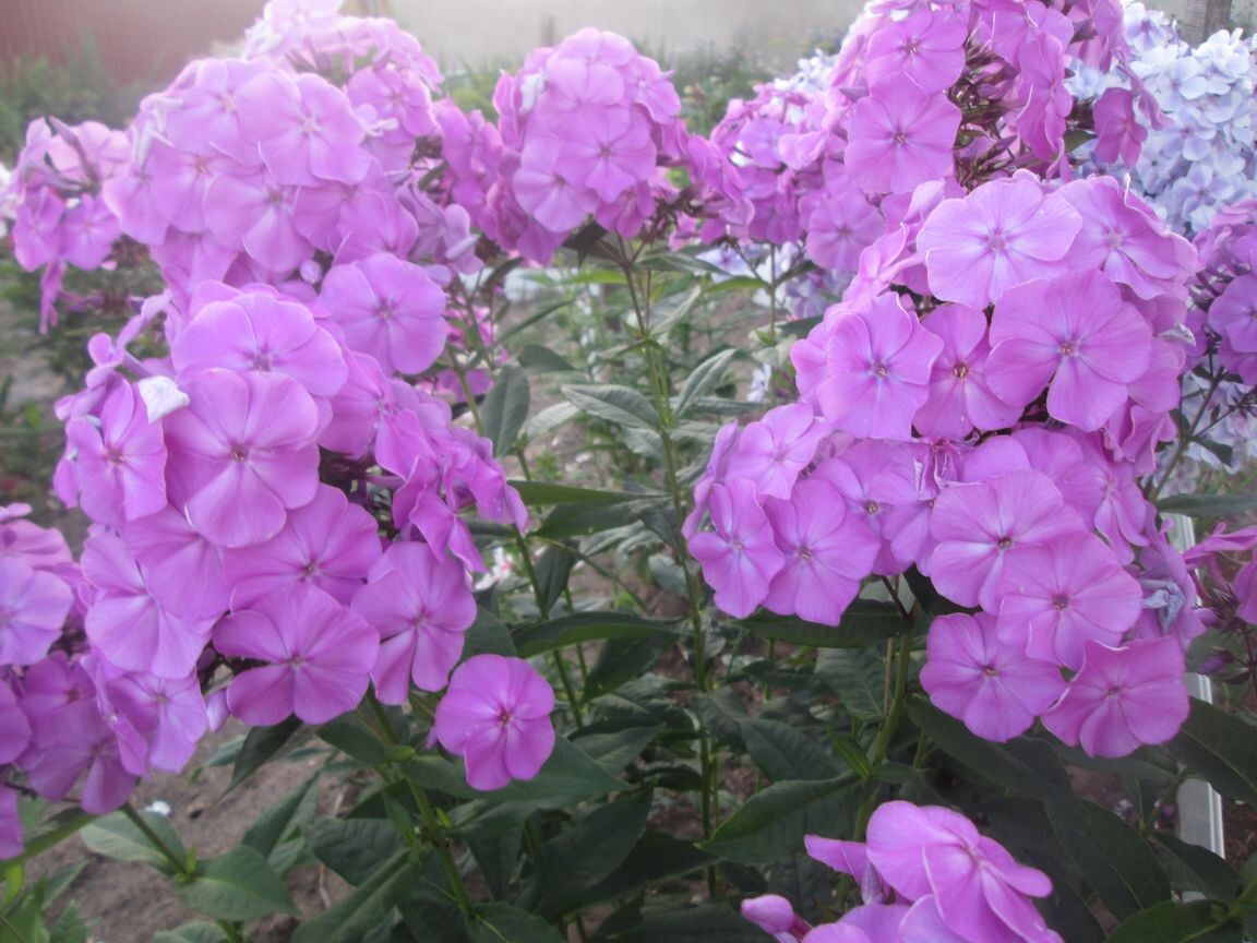 1. Флокс Тишина