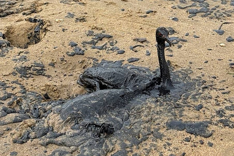     фото: группа ВК «Дома Не Сидится»