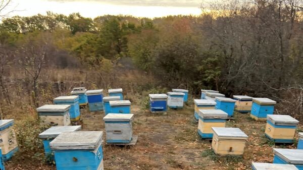 Пасека, октябрь 2024, зимовка пчёл