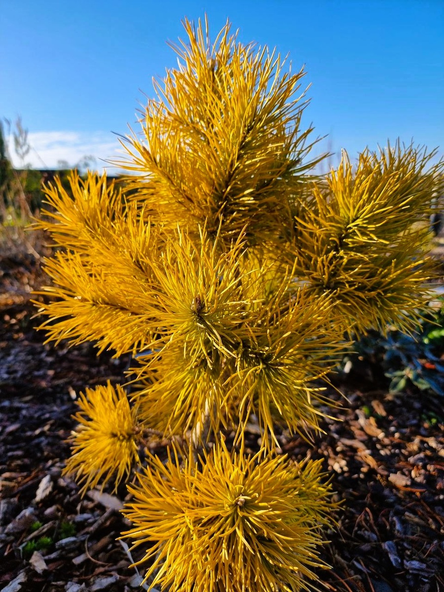 Pinus contorta 'Chief Joseph' в моем саду. Анапа.