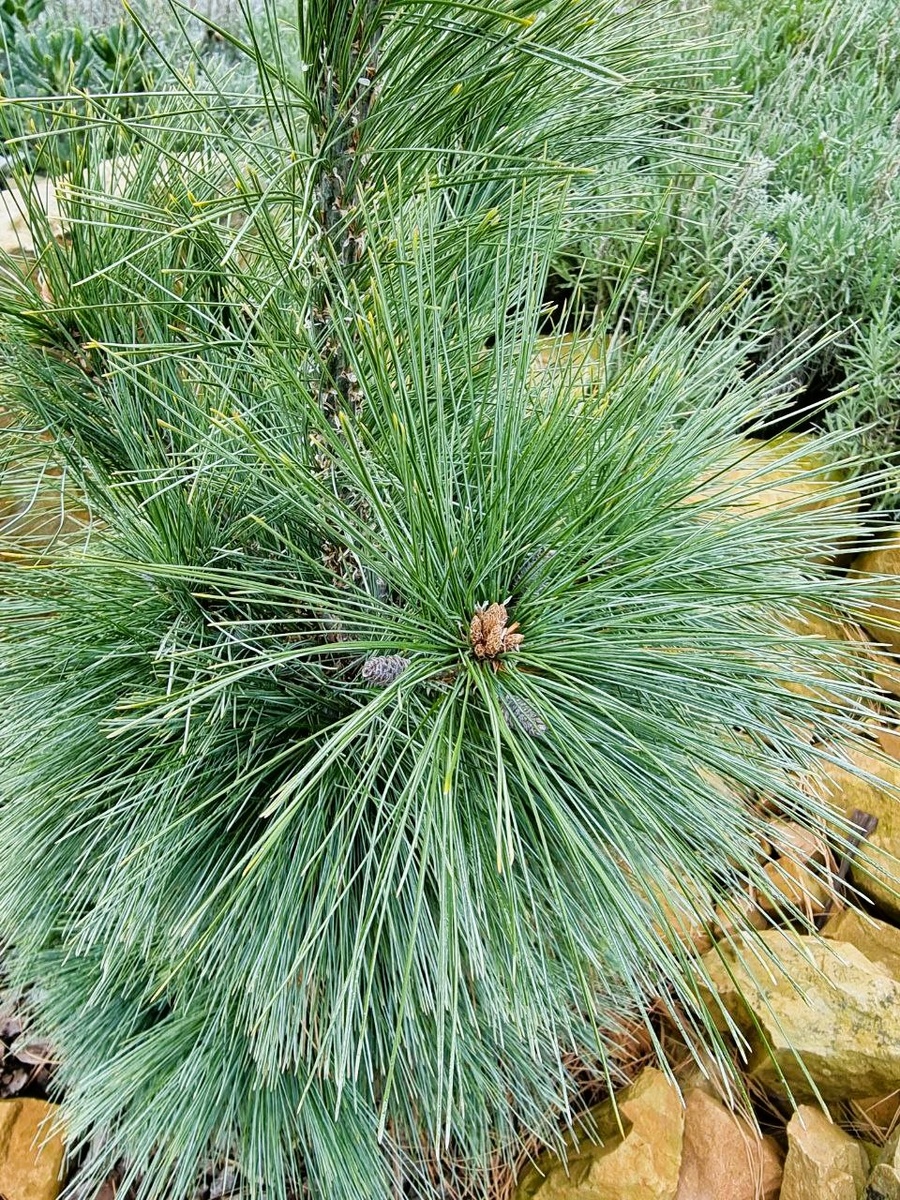 Pinus schwerinii 'Wiethorst'.
