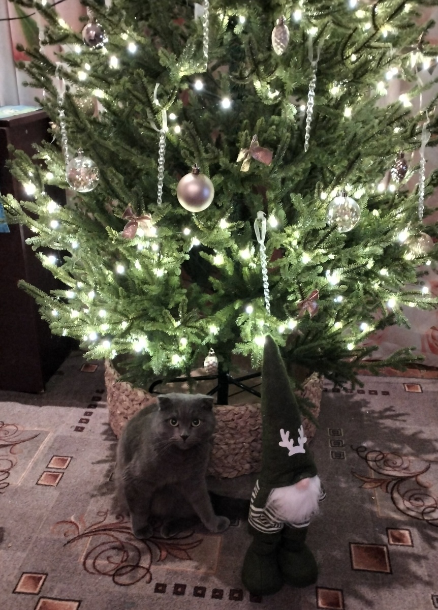 Тима полюбил точить когти о мою самодельную корзину🤦