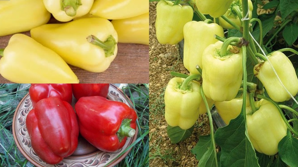 Три лучших сорта перца из моей теплицы - урожай прошлого года