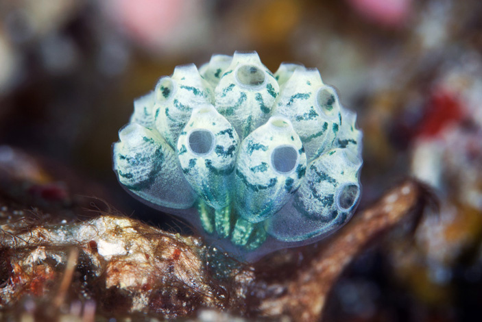 Колониальная асцидия Nephtheis fascicularis. Большой барьерный риф. Фото А. А. Семенова