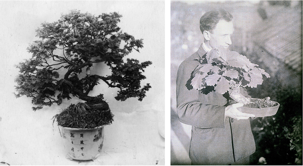 Источник:  https://hortus.msu.ru/news/istoricheskaja-sensacija-pervye-bonsaj.html?ysclid=m5l9sgs2pp628671651