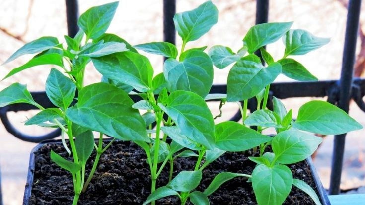 Рассада сладкого перца. Фото с pinterest.com