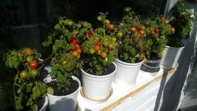 Томаты "Балконное чудо" на подоконнике или лоджии. Фото с pinterest.com