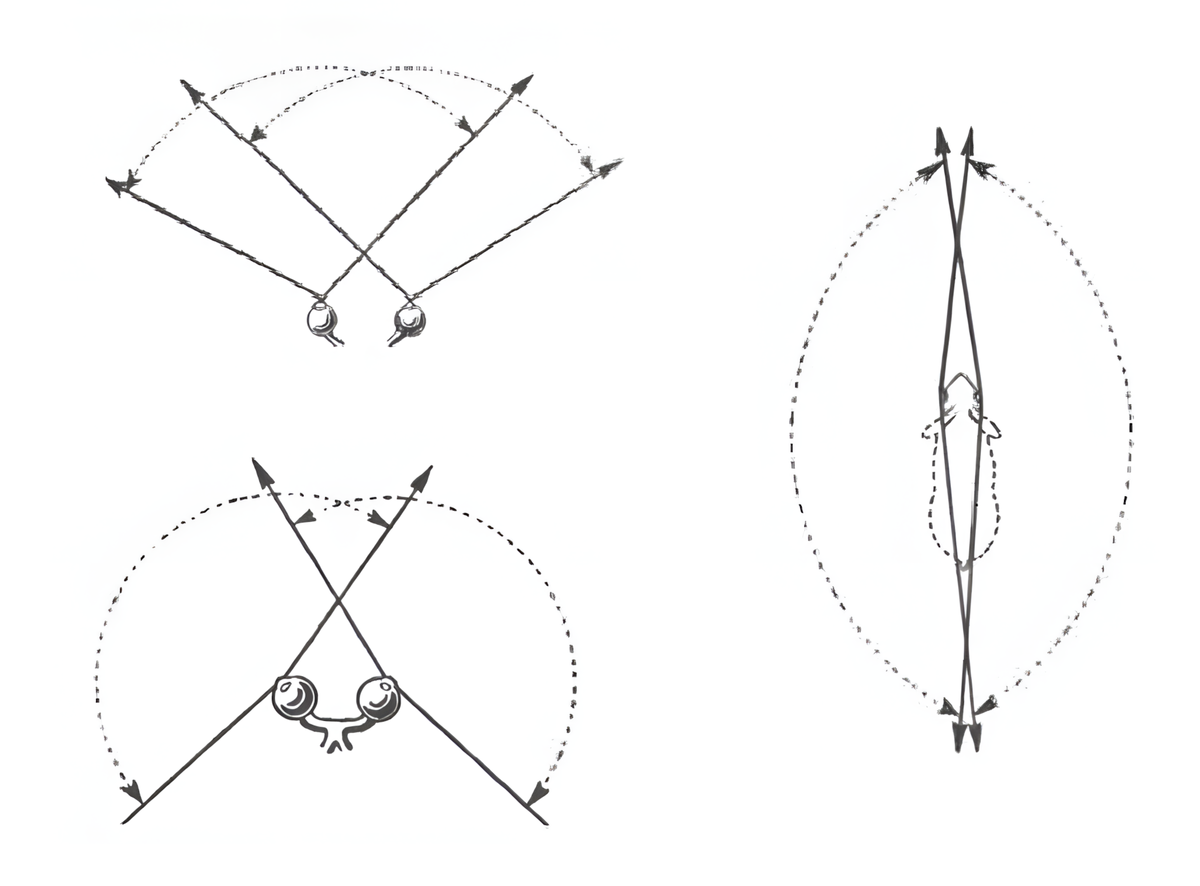 Поле зрения животных / Коллаж автора