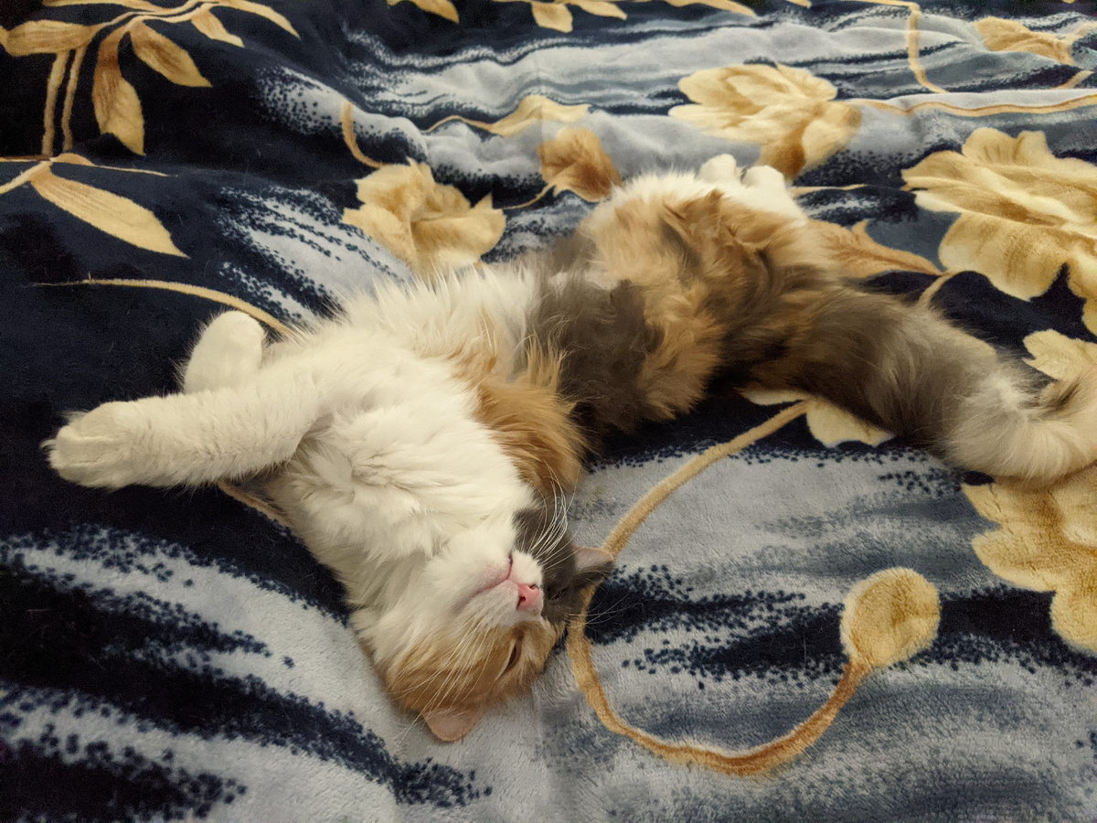 Кошка-дочь мимикрирует с пледом