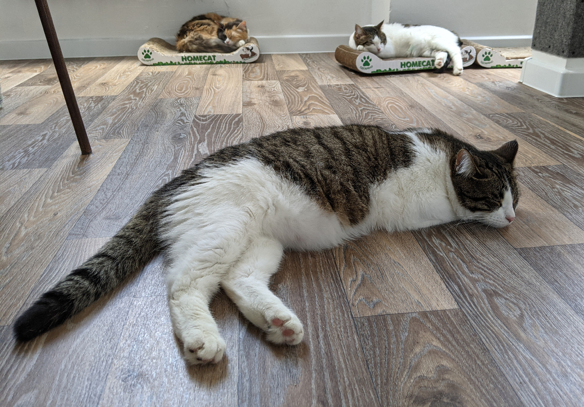 Котосемейство