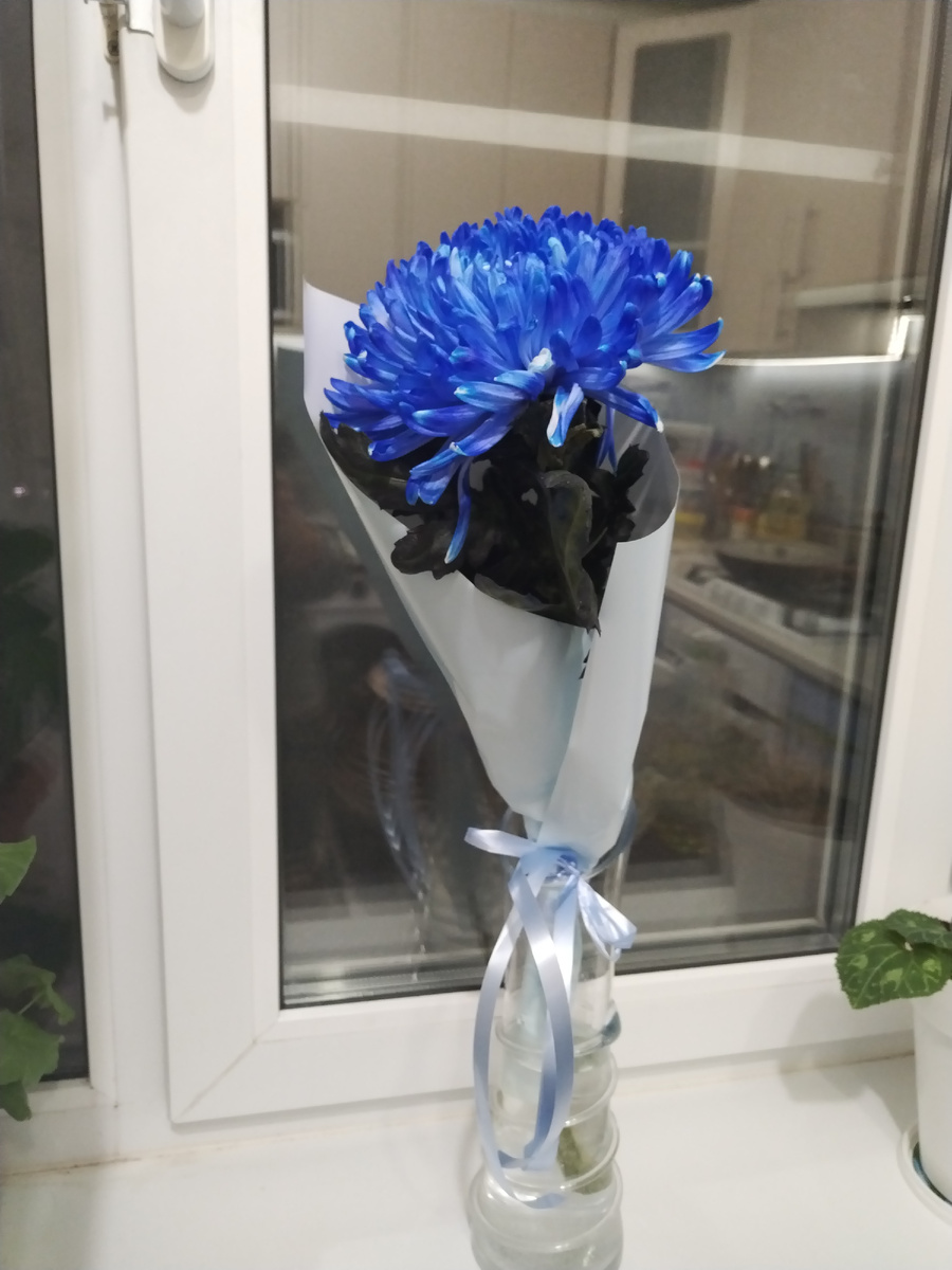 Хризантема от мужа. 