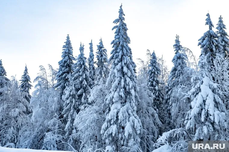 Жителям севера Пермского края сложно выбраться по лесовозной дороге в окружной центр
Фото: Сергей Русанов © URA.RU