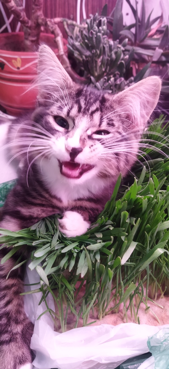 Один из вредителей