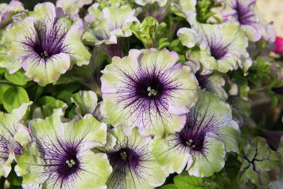 Petunia Amazonas Plum Cockatoo