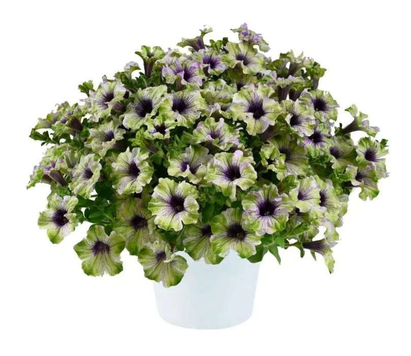 Petunia Amazonas Plum Cockatoo