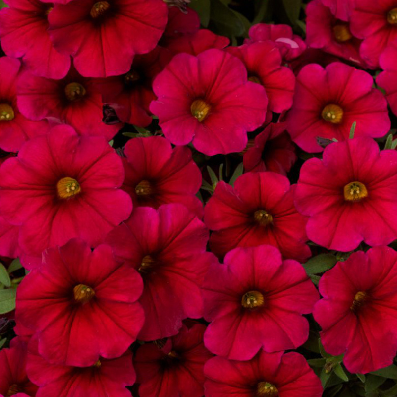 Петхоа SuperCal Crimson Red