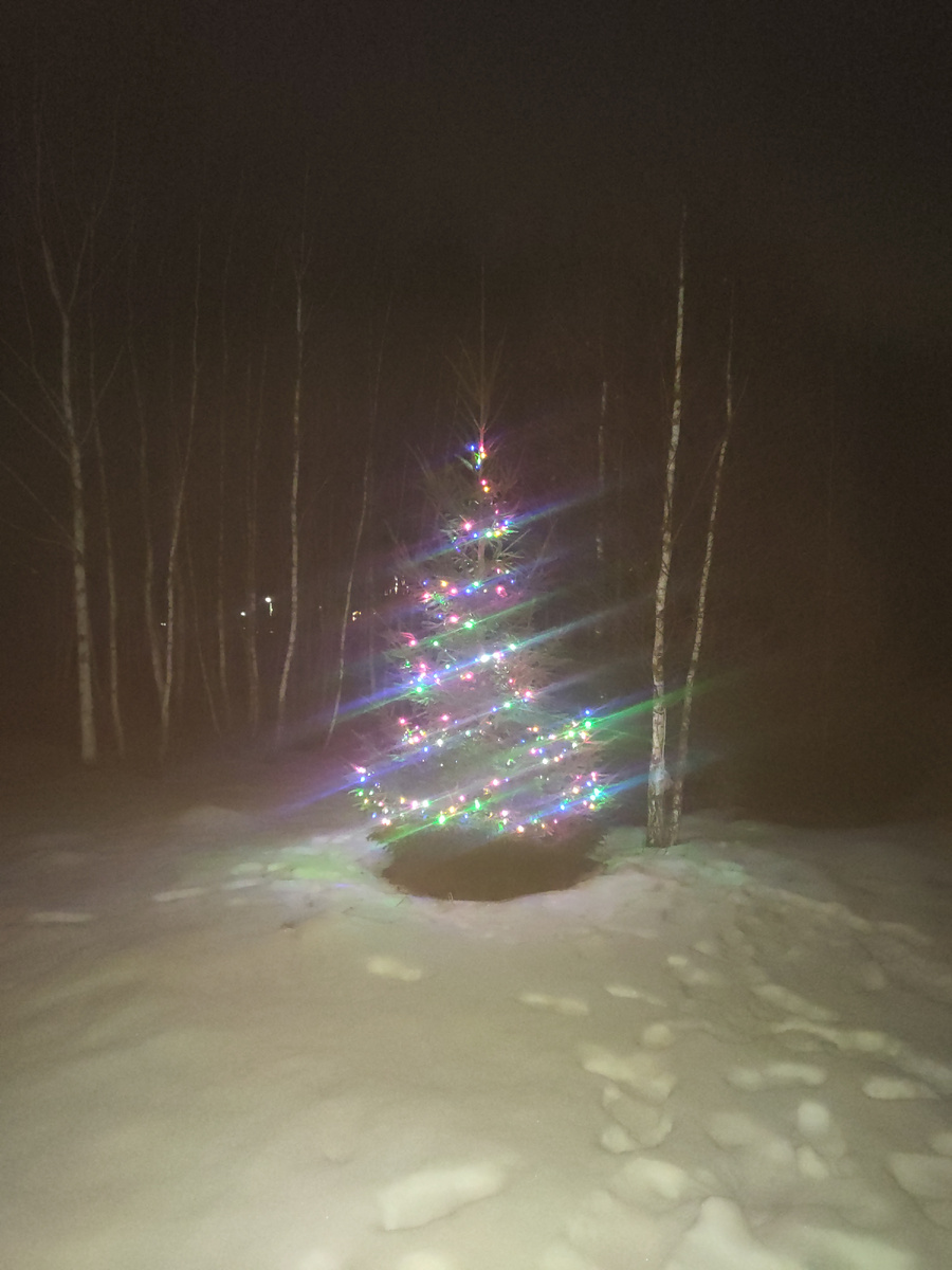 Наша елка на участке