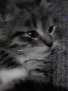 Это мой котик 