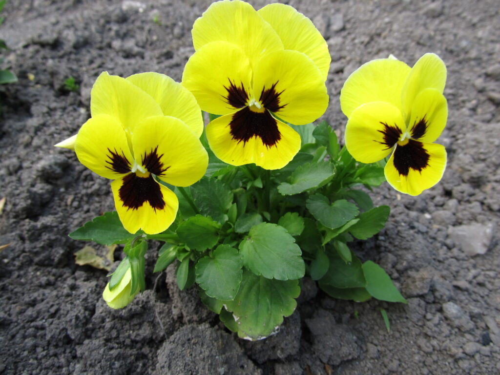 Виола в первый год посева.