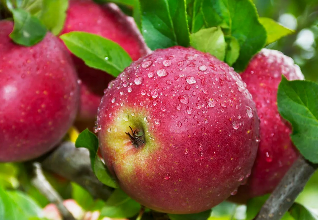 Красивые яблочки