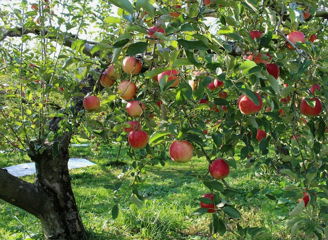 Урожайная яблоня