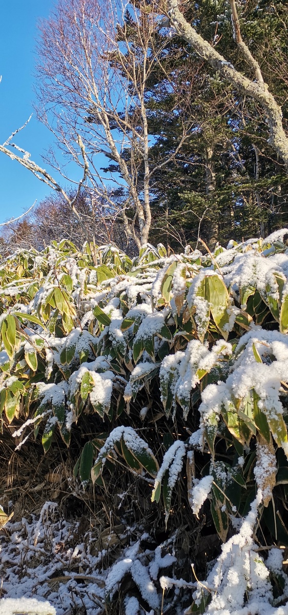 Заросли бамбучника