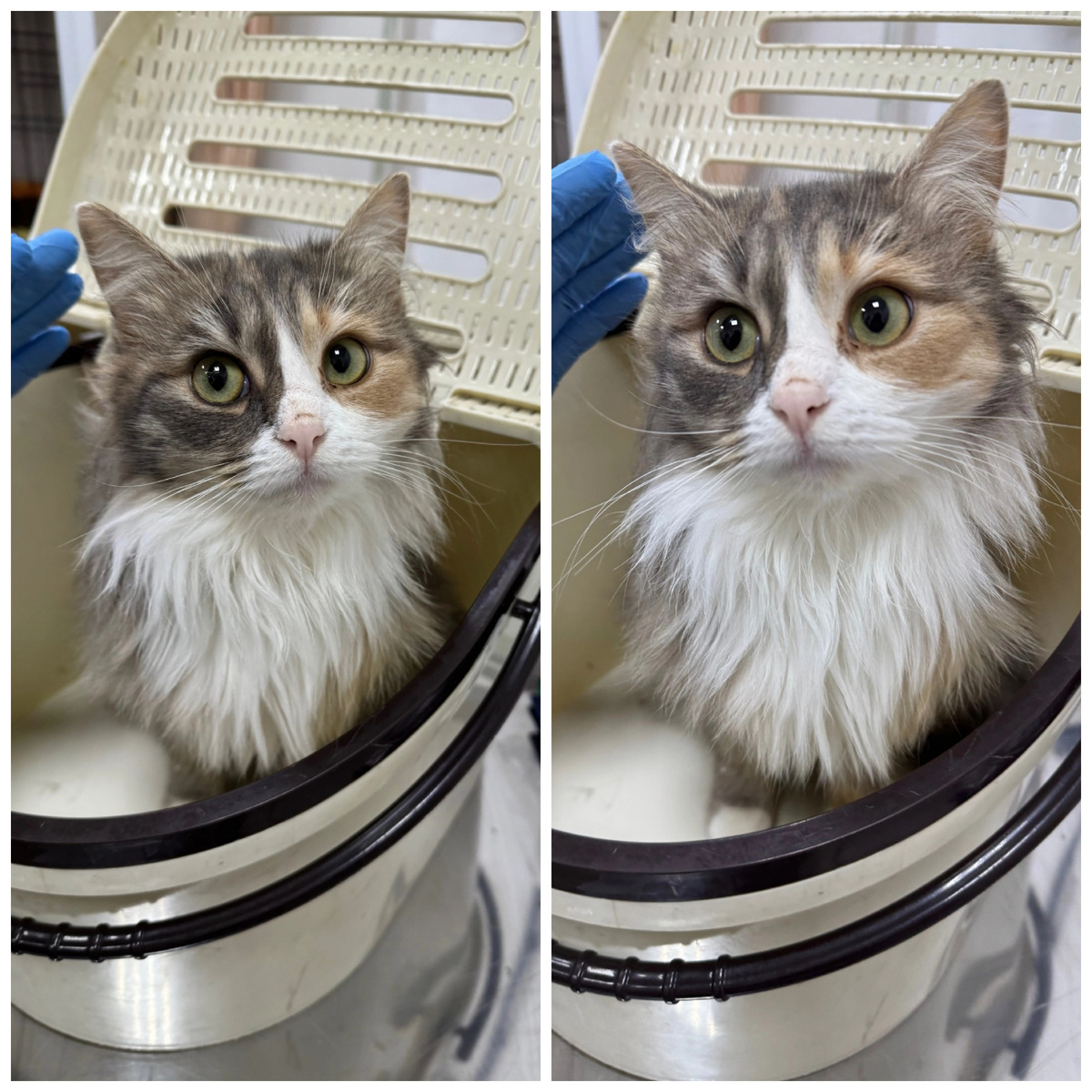 Плотва приехала с передержки.