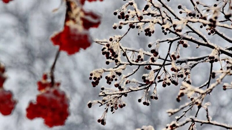     Зима. Иней. Рябина. Михаил Хаустов