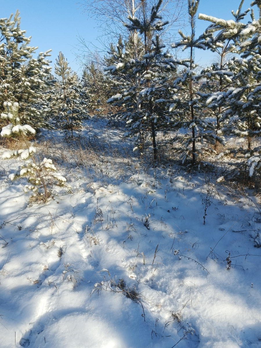 Фото автора. Вся земля у нас заросла молодыми соснами.