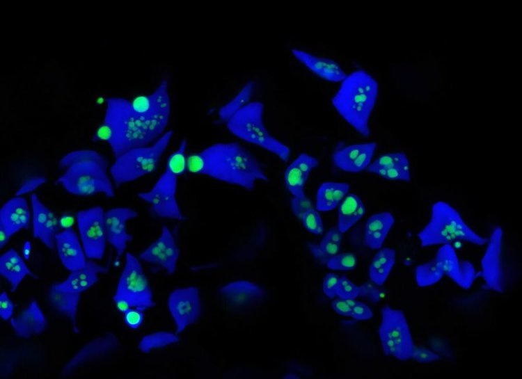    Ключ к созданию климатически устойчивых сельхозкультур нашелся у роголистников