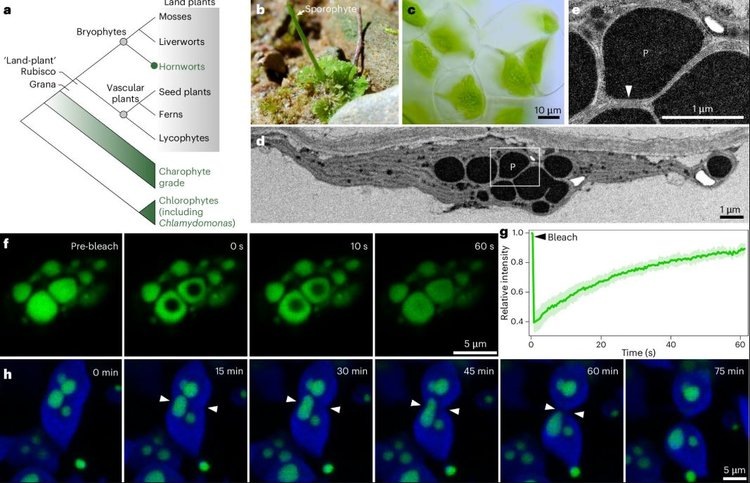     Ключ к созданию климатически устойчивых сельхозкультур нашелся у роголистников
