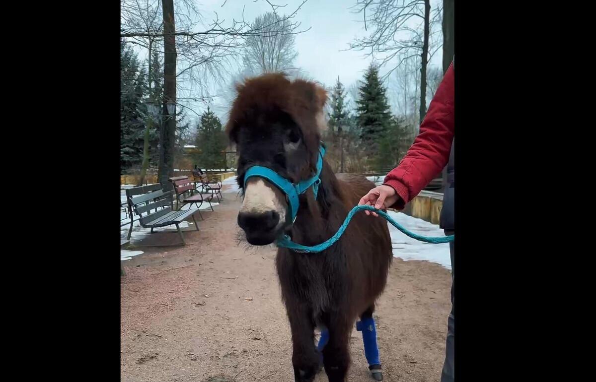    Фото: пресс-служба Ленинградского зоопарка