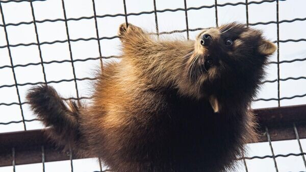    © РИА Новости Крым . Дмитрий Макеев