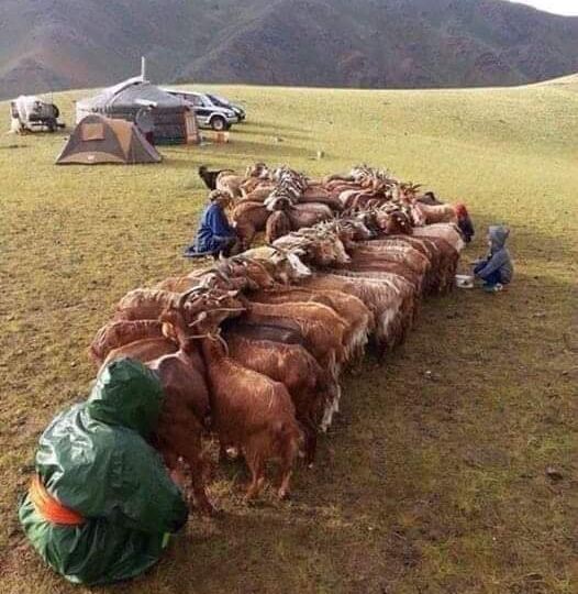 Жизнь в Монголии.