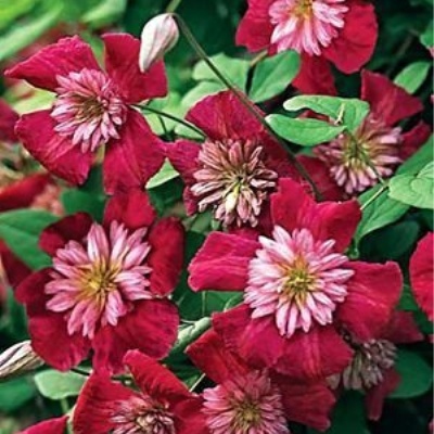 Авангард, Витицелла