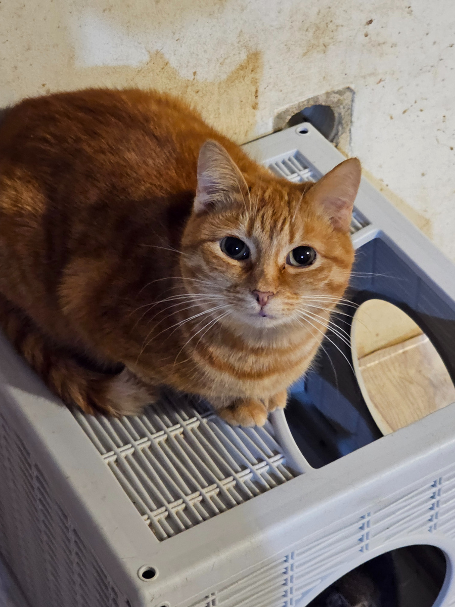 Фото автора. Кисуня.