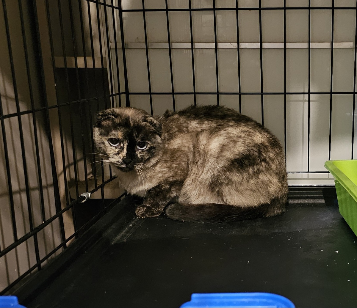 Фото автора. Киса.